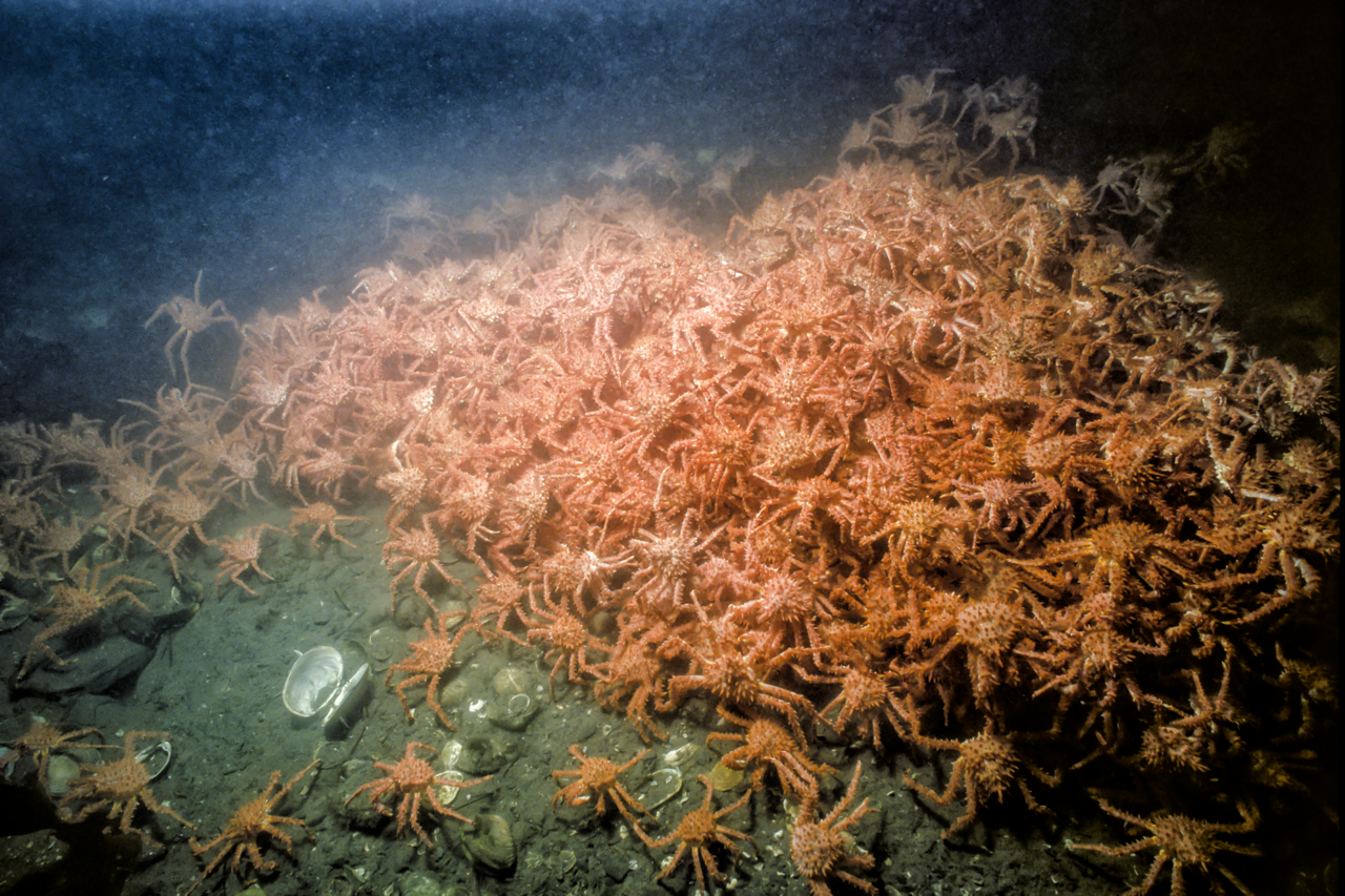 King Crabs