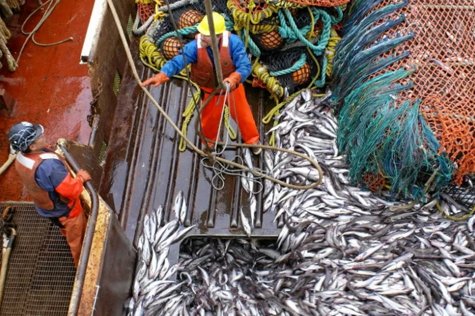 Alaska Pollock