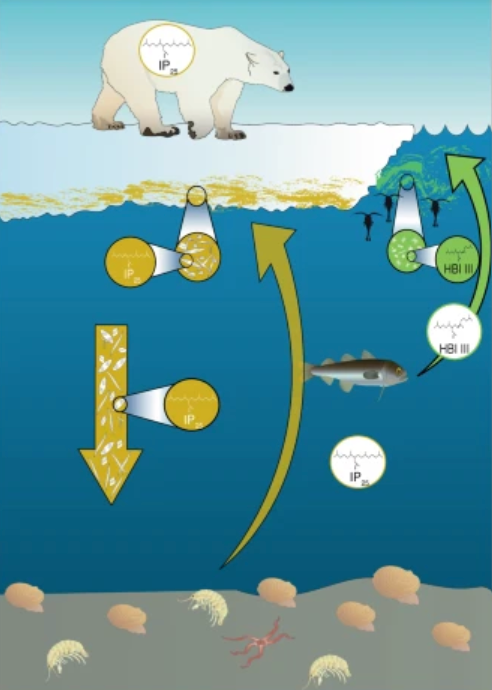 Sea Ice bloom ecology
