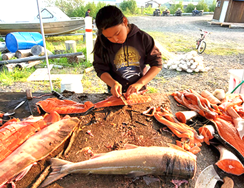 YK Salmon harvest now gone