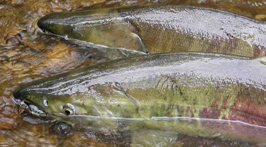 Chum salmon
